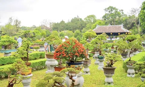 Hàng nghìn tác phẩm hoa phong lan, cây kiểng trên khắp cả nước "góp mặt" tại triển lãm ở Đại Nội Huế