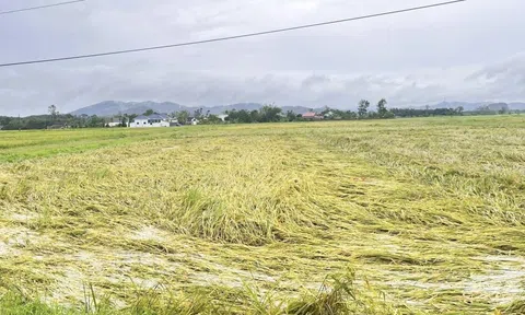 Tỉnh Nghệ An yêu cầu các địa phương khẩn trương giải ngân nguồn kinh phí hỗ trợ sản xuất cho người dân vùng bị thiệt hại do thiên tai
