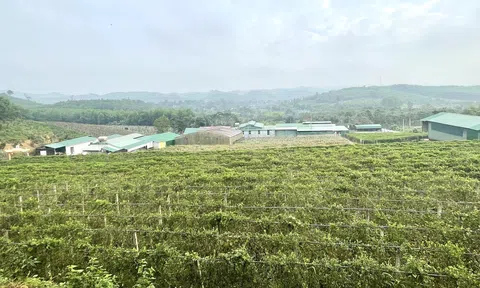 Nghệ An:Liên kết 4 nhà trong sản xuất và chế biến dược liệu