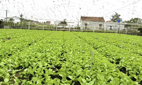 Tỉnh Nghệ An hạn chế thấp nhất tình trạng bỏ hoang ruộng đất trong vụ Hè Thu - Mùa 2026