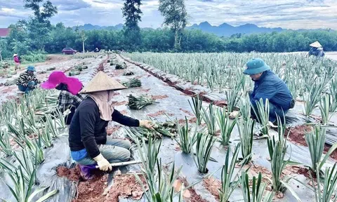 Tỉnh Nghệ An chuẩn bị tổ chức biểu dương, vinh danh 130 nông dân sản xuất, kinh doanh giỏi giai đoạn 2020 - 2025