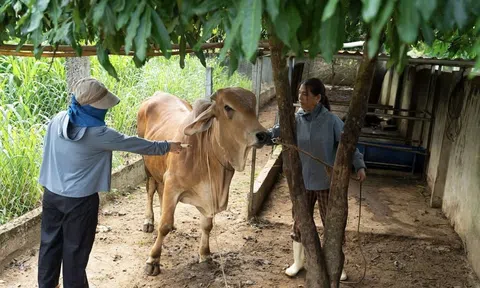 Nghệ An: Xã Hoa Quân thực hiện biện pháp bảo vệ vật nuôi, phát triển chăn nuôi bền vững