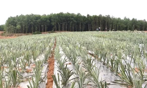 Kỳ vọng cây dứa sẽ "bén duyên" trên vùng đất Bạch Ngọc