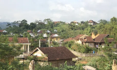Vùng trồng Quế lớn nhất xứ Nghệ chuẩn bị có nhà máy sản xuất dược liệu công nghệ cao