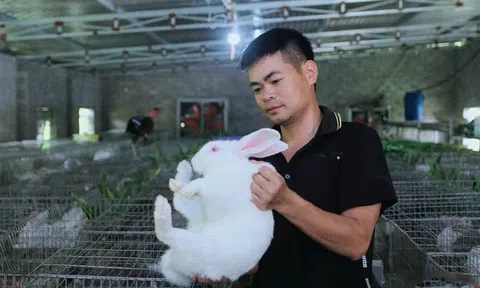 Mô hình chăn nuôi thỏ phát huy hiệu quả nhờ áp dụng khoa học kỹ thuật vào sản xuất chăn nuôi