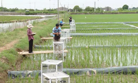 Đào tạo giảng viên nguồn về canh tác lúa giảm phát thải khi nhà kính: bước đi cần thiết để nhân rộng mô hình về các địa phương