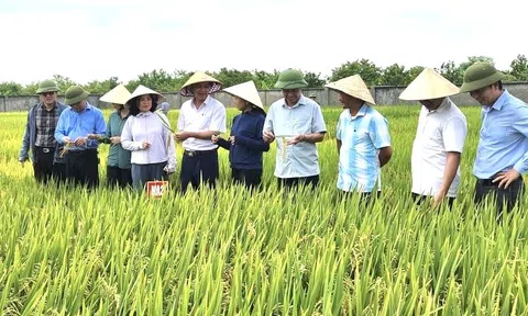 Mở rộng diện tích trồng lúa phát thải thấp, Nghệ An đang hiện thực hoá mục tiêu phát triển nông nghiệp xanh, bền vững