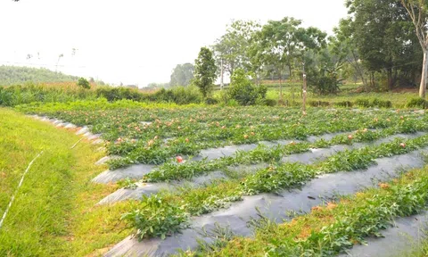 Hồi sinh "Đại Việt đệ nhất danh sâm" trên vùng đất Bích Hào