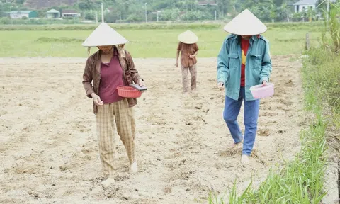 Xã Hoa Quân đẩy nhanh tiến độ sản xuất vụ Đông để đảm bảo tiến độ và kế hoạch đề ra