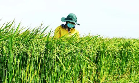 Giảm phát thải trong nông nghiệp thúc đẩy phát triển kinh tế lâu dài