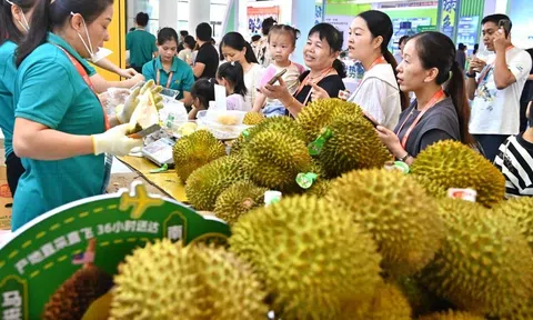 Sầu riêng Việt Nam tiệm cận vị thế của Thái Lan tại thị trường Trung Quốc