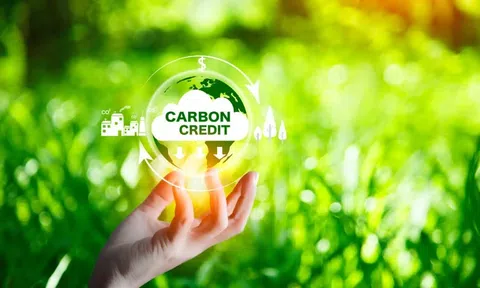 Thao túng giá trên sàn carbon có thể bị xử lý ở mức hình sự