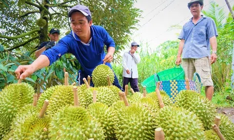 Sầu riêng dẫn đầu xuất khẩu nông sản, rau quả Việt Nam lập đỉnh mới năm 2025