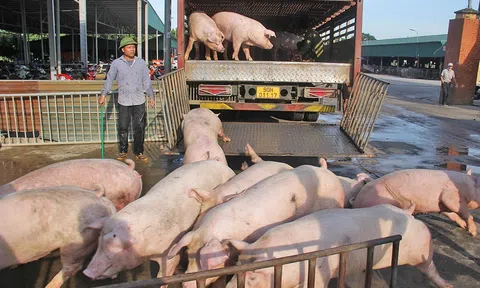Giá heo hơi leo thang sát Tết, chạm mốc cao nhất từ trước đến nay