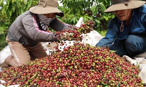 Cà phê Việt đối mặt “cuộc sàng lọc” khắt khe từ thị trường EU
