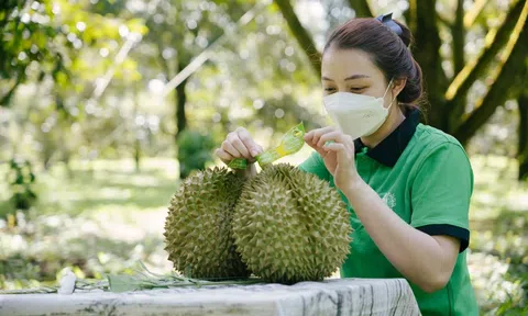 [Video] Nhu cầu tăng vọt từ Trung Quốc, giá sầu riêng Việt leo thang sau Tết