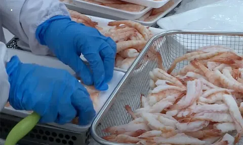 Ngành tôm Việt đón tín hiệu tích cực giữa bối cảnh thương mại nhiều sóng gió