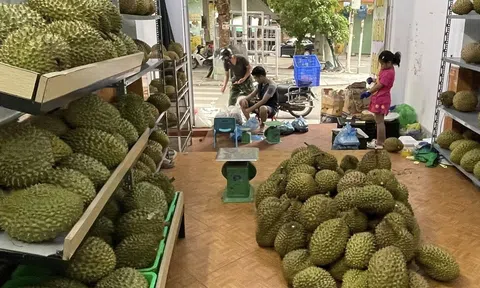 Sầu riêng Việt Nam xuất khẩu tăng mạnh đầu năm, Trung Quốc vẫn là thị trường lớn nhất
