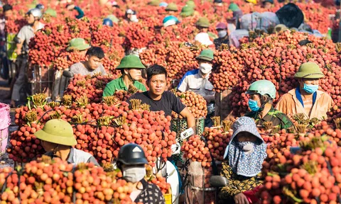 Công nghệ bảo quản mở đường giảm thất thoát và chi phí logistics cho nông sản Việt