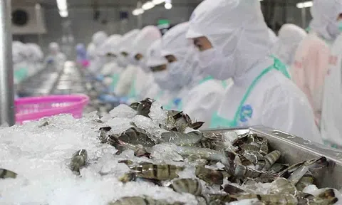 Xuất khẩu thủy sản hướng tới 11,3 tỷ USD, tôm tiếp tục giữ vai trò “đầu tàu”