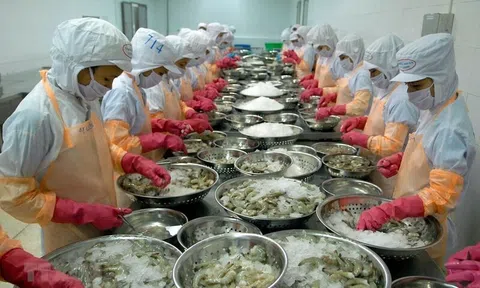 Xuất khẩu tôm khởi sắc nhưng vẫn đối mặt rào cản lớn từ thị trường Mỹ