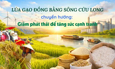 [eMagazine] Lúa gạo đồng bằng sông Cửu Long chuyển hướng: Giảm phát thải để tăng sức cạnh tranh