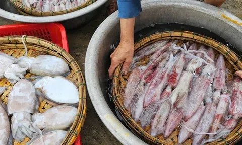 Xuất khẩu mực, bạch tuộc khởi sắc mạnh, nhu cầu thị trường dần hồi phục
