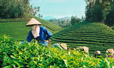 Thị phần tại Mỹ khởi sắc, chè Việt tìm "cửa sáng" giữa áp lực giảm ở thị trường truyền thống