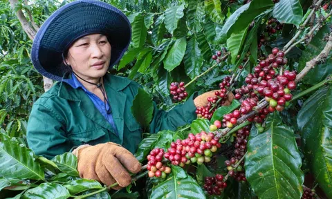 Giá cà phê lao dốc trước làn sóng dư cung, xuất khẩu Việt Nam gặp sức ép