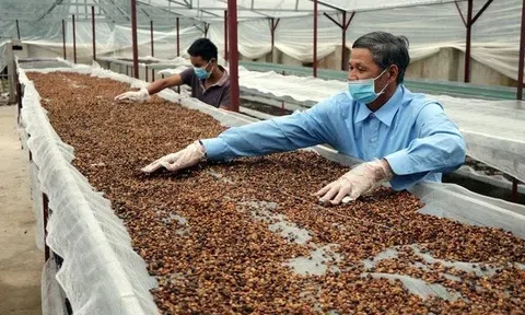 Xuất khẩu cà phê hụt nhịp khi giá giảm và nguồn cung thế giới tăng mạnh