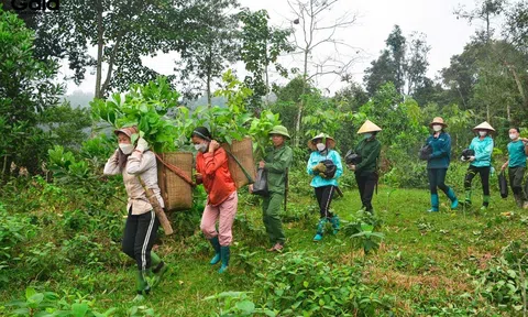 Hà Nội tăng tốc “xanh hóa” chuỗi lâm sản, hướng chuẩn xuất khẩu châu Âu