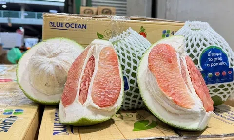 Nông sản Việt ghi dấu tại Australia với lô bưởi tươi đầu tiên