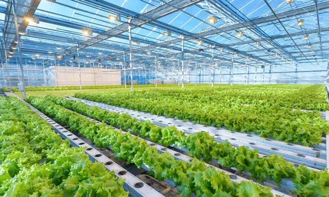 Tín dụng cho nông nghiệp xanh: Gỡ nút thắt để dòng vốn vận hành hiệu quả