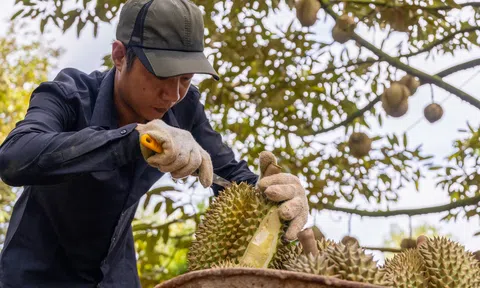 Sầu riêng Việt cán mốc tỷ USD: Áp lực cân bằng giữa tăng trưởng và rủi ro lệ thuộc
