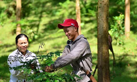 Việt Nam ban hành khung pháp lý mới mở đường hội nhập thị trường carbon toàn cầu