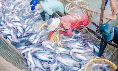 Ngành thủy sản Việt Nam tăng tốc nhờ lực đẩy từ đổi mới công nghệ