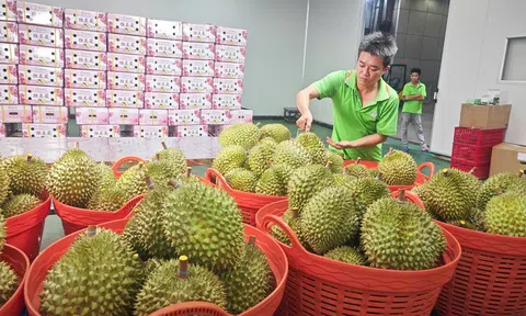 Ùn ứ kiểm nghiệm, xuất khẩu sầu riêng đối mặt áp lực thông quan