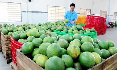 Chi phí logistics, rủi ro vận tải và tiêu chuẩn khắt khe gây áp lực lên xuất khẩu nông sản