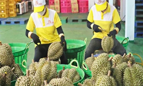 Nông sản Việt trong RCEP: Cơ hội lớn đi kèm yêu cầu khắt khe hơn về chất lượng