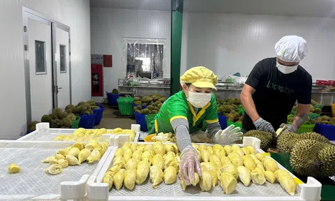 Xuất khẩu nông lâm thủy sản Việt Nam ghi nhận nhiều diễn biến trái chiều