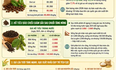 [Infographic] Thị trường nông sản ngày 20/5: Cà phê hồi phục, hồ tiêu giảm sâu, lúa gạo tăng giá