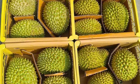 Đà tăng ấn tượng của sầu riêng Việt: Giữ vững thị trường tỷ USD, mở rộng cửa vào Hàn Quốc