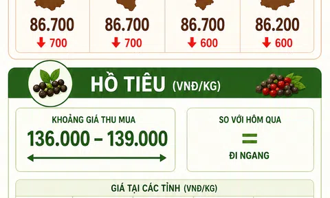 [Infographic] Giá nông sản hôm nay ngày 3/6: Cà phê tiếp tục giảm sâu, hồ tiêu giữ nhịp ổn định