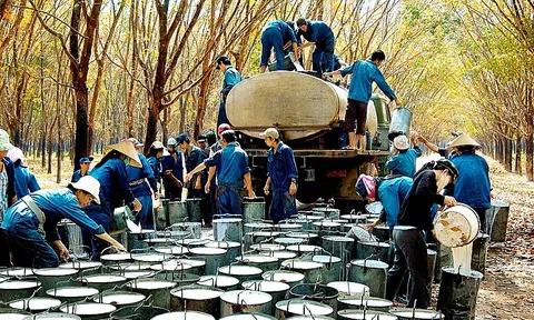 Hơn 20 năm đầu tư tại Lào, VRG tạo doanh thu trên 620 triệu USD và việc làm cho hàng nghìn lao động