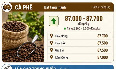[Infographic] Giá nông sản hôm nay ngày 13/6: cà phê đảo chiều đi lên, thị trường gạo tiếp tục trầm lắng