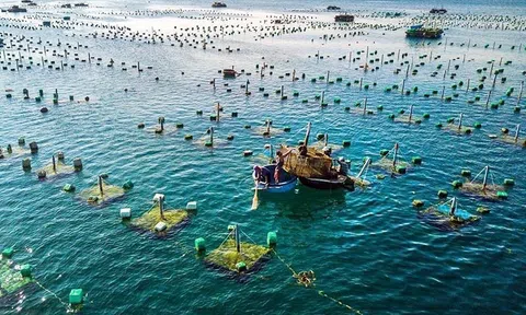 Xuất khẩu thủy sản tăng 11%, kỳ vọng cán mốc hơn 12 tỷ USD trong năm 2026