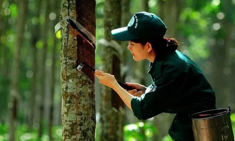 Chuỗi cung ứng cao su chuyển mình để đáp ứng chuẩn xanh của EU