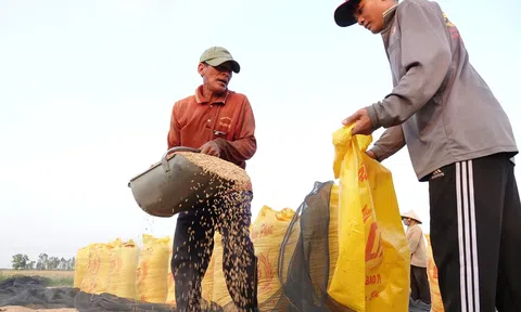 Gạo tăng giá nhờ lo ngại El Nino, nhiều nông sản khác vẫn đối mặt áp lực