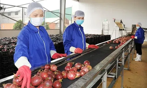 Kim ngạch nông lâm thủy sản tăng 6%, nhiều ngành hàng duy trì đà bứt phá