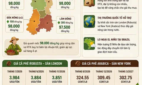 [Infographic] Thị trường cà phê khởi sắc, giá tiến sát mốc 98.000 đồng/kg